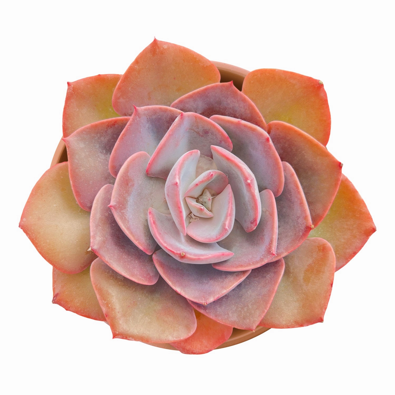 Echeveria Dusty Rose (4 inch) mini ornamental plant  