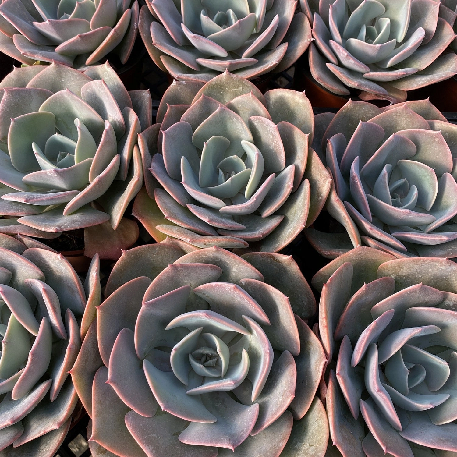 Echeveria Dusty Rose (4 inch)