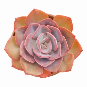 Echeveria Dusty Rose (4 inch) mini ornamental plant  