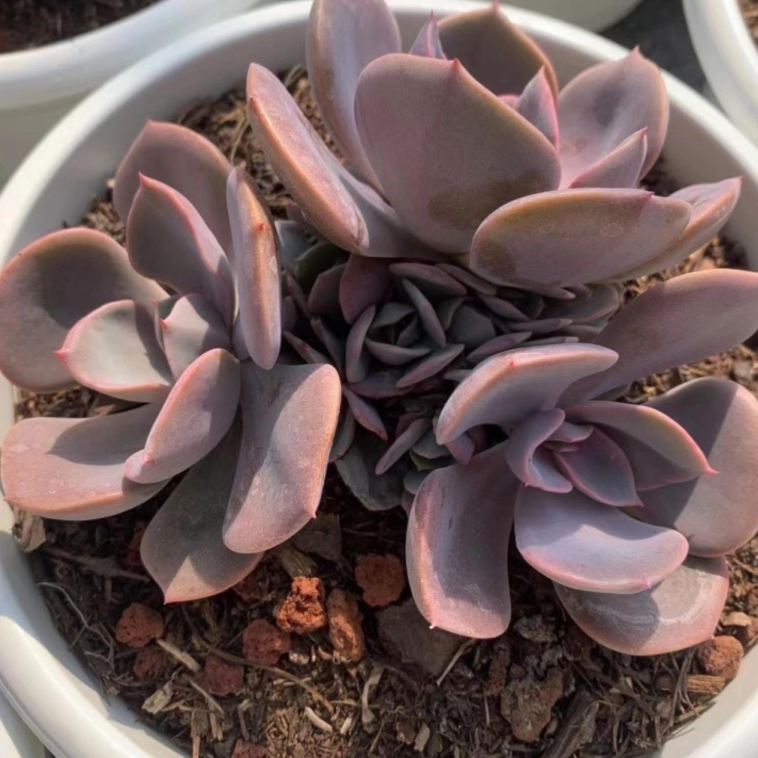 Echeveria Dusty Rose (4 inch)