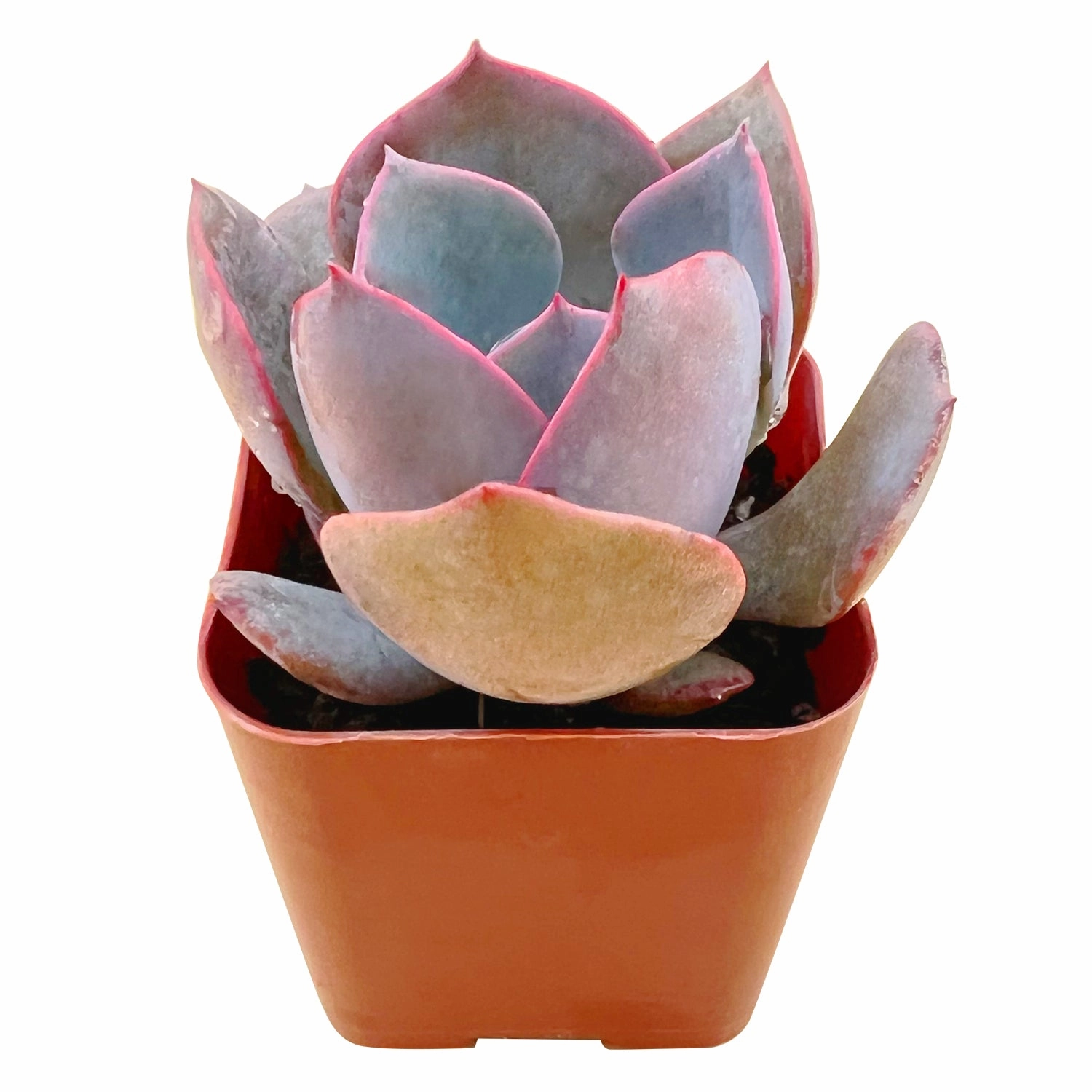 Echeveria Dusty Rose