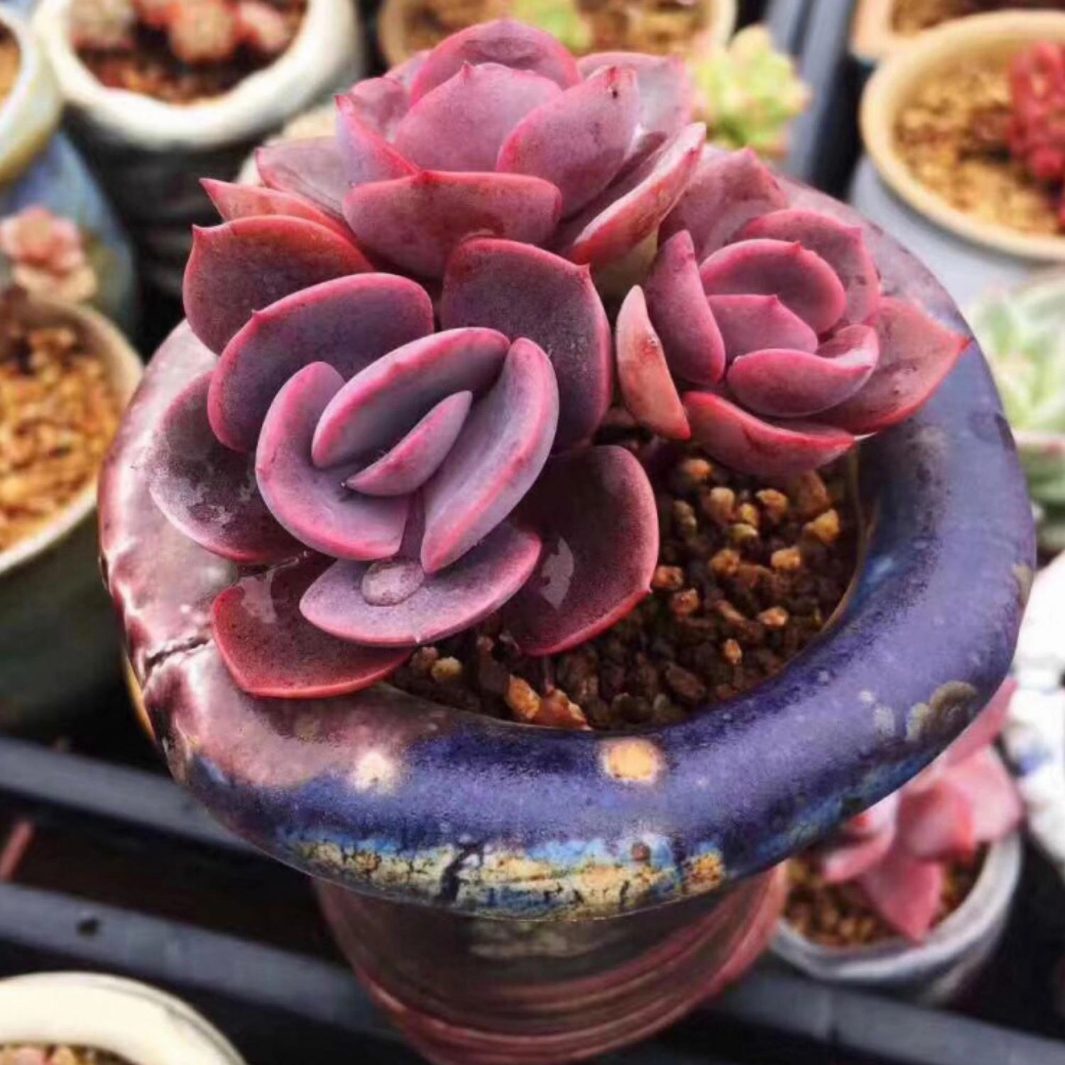 Echeveria Dusty Rose