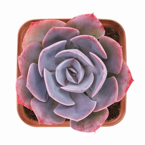 Echeveria Dusty Rose mini ornamental plant  