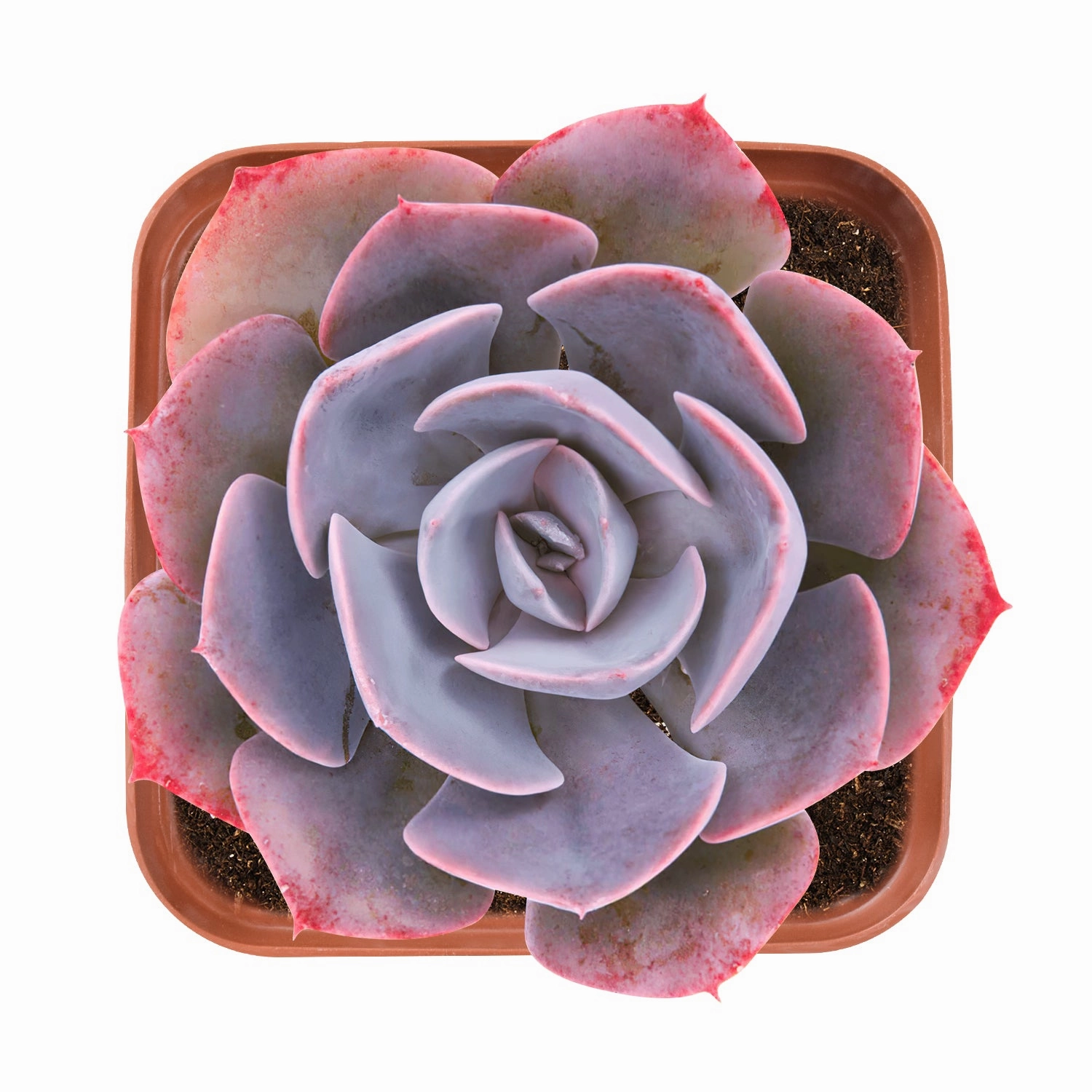 Echeveria Dusty Rose mini ornamental plant  