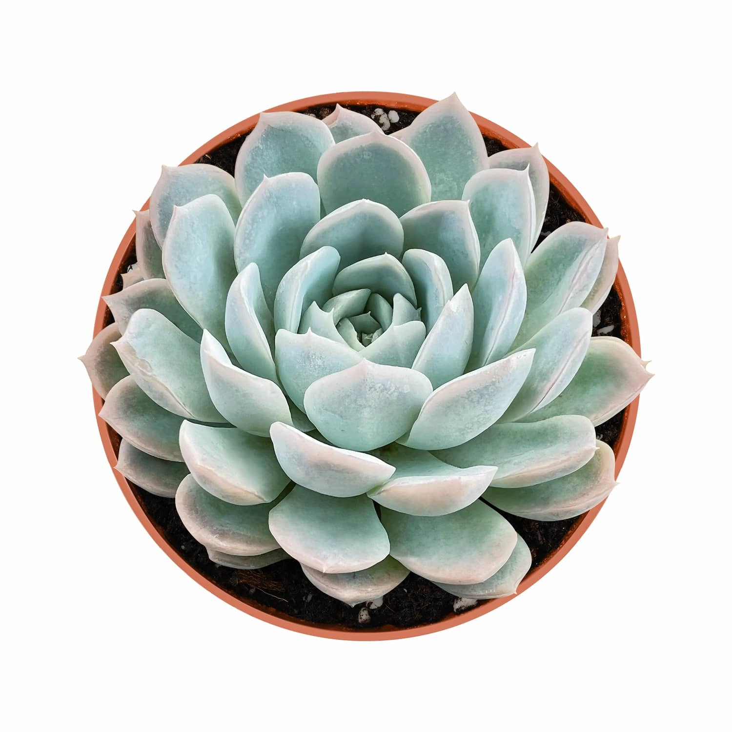Echeveria Elegans (Mexican Snowball) (4 inch) mini ornamental plant  