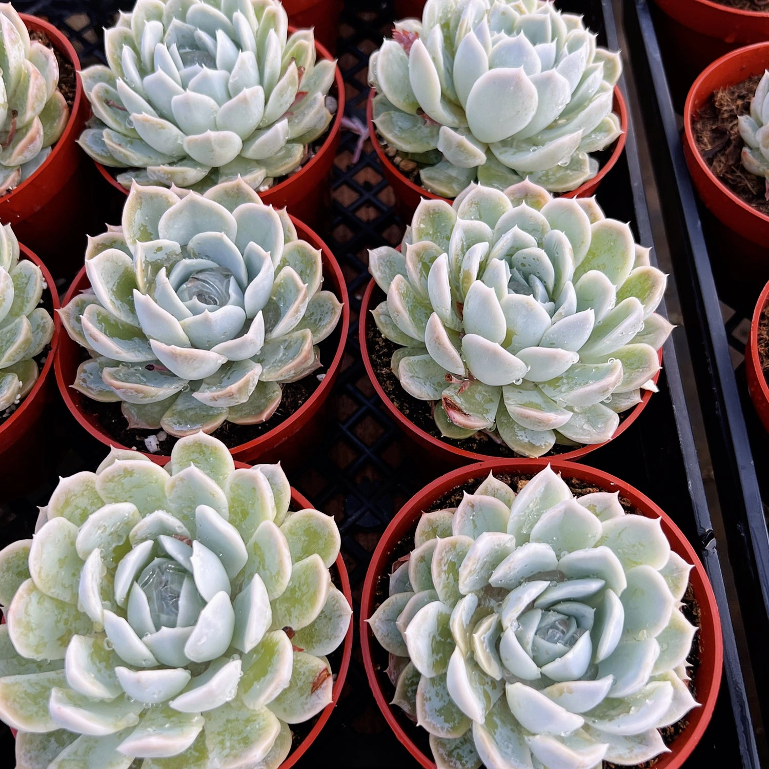 Echeveria Elegans (Mexican Snowball) (4 inch)