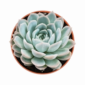 Echeveria Elegans (Mexican Snowball) (4 inch) mini ornamental plant  