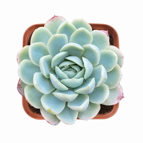 Echeveria Elegans (Mexican Snowball) mini ornamental plant  