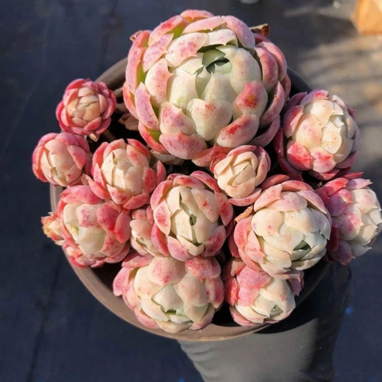 Echeveria Elegans Raspberry Ice