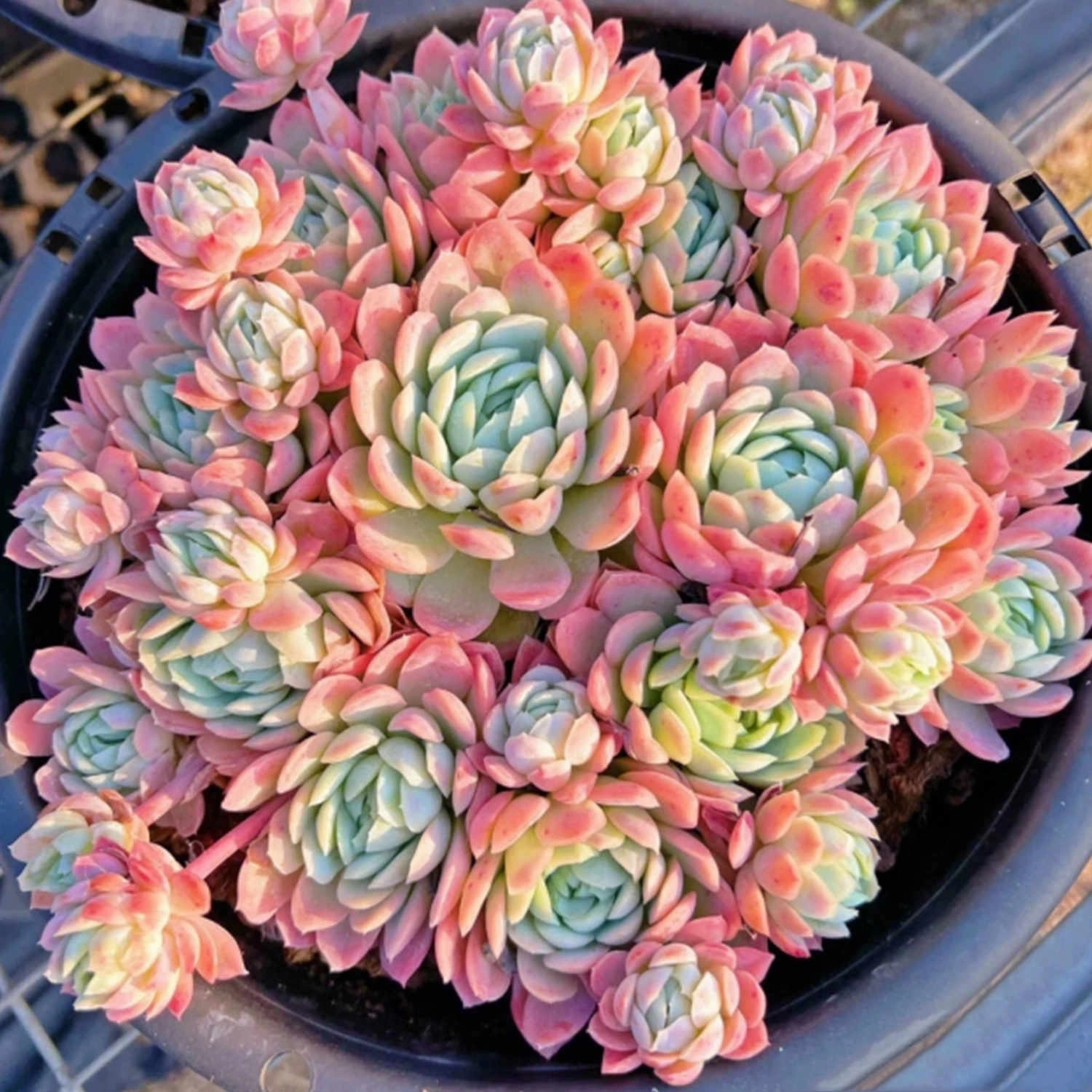 Echeveria Elegans Raspberry Ice