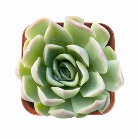 Echeveria Elegans Raspberry Ice mini ornamental plant  