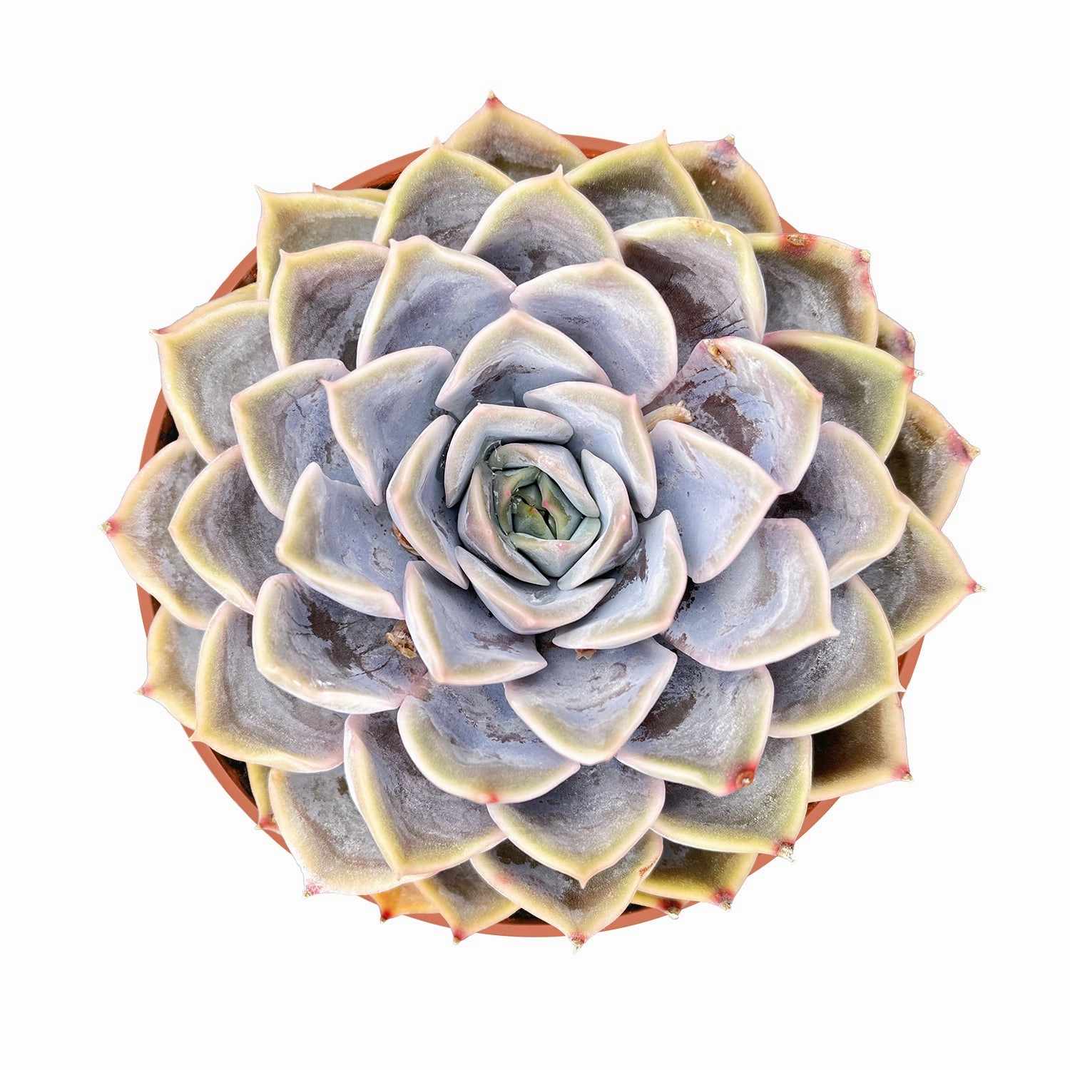 Echeveria Fiona (4 inch) mini ornamental plant  