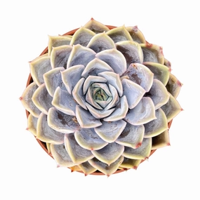 Echeveria Fiona (4 inch) mini ornamental plant  
