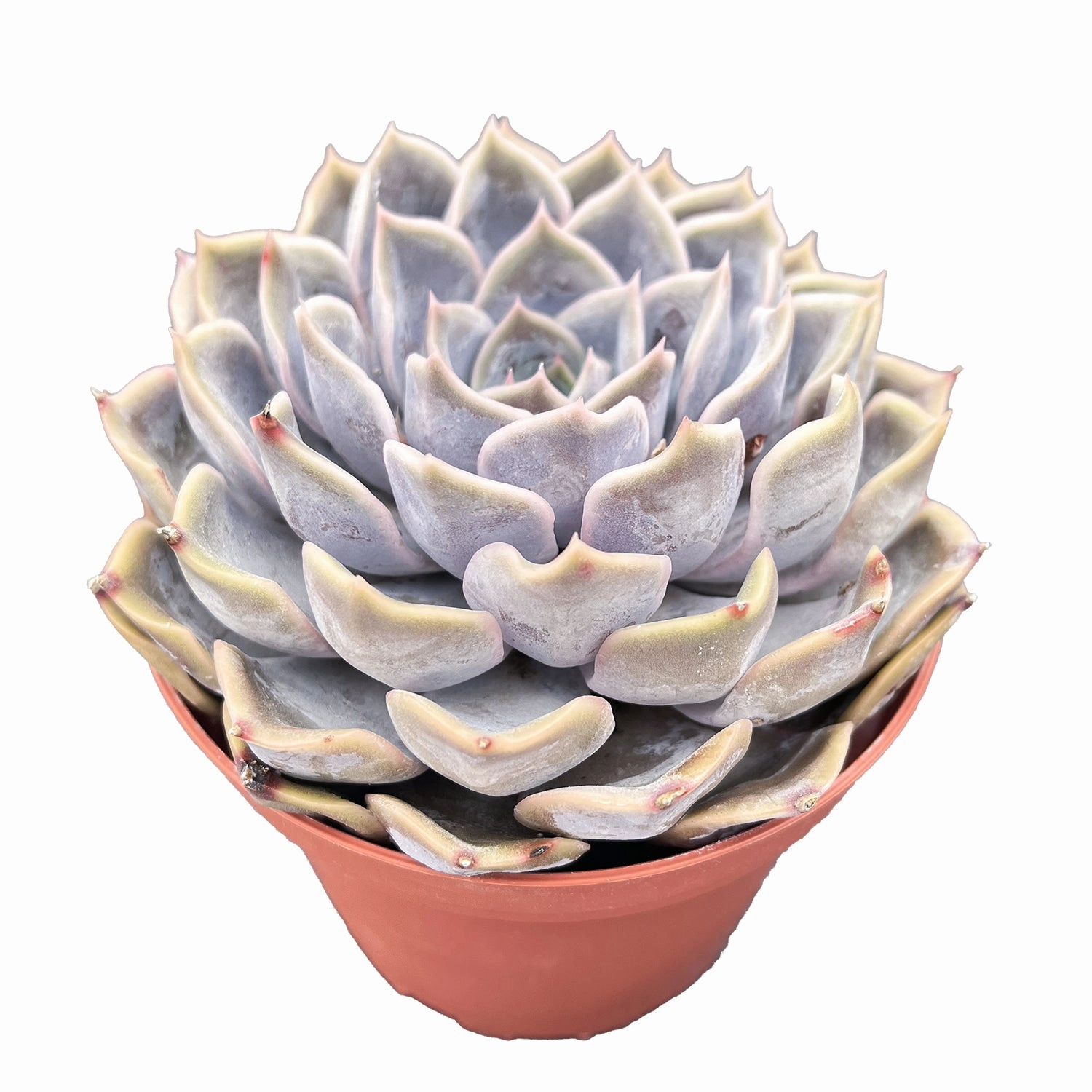 Echeveria Fiona (4 inch)