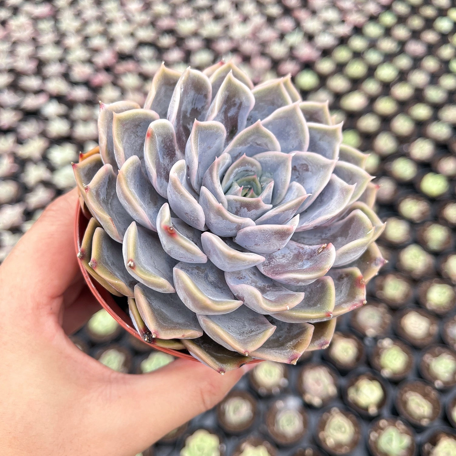 Echeveria Fiona (4 inch)