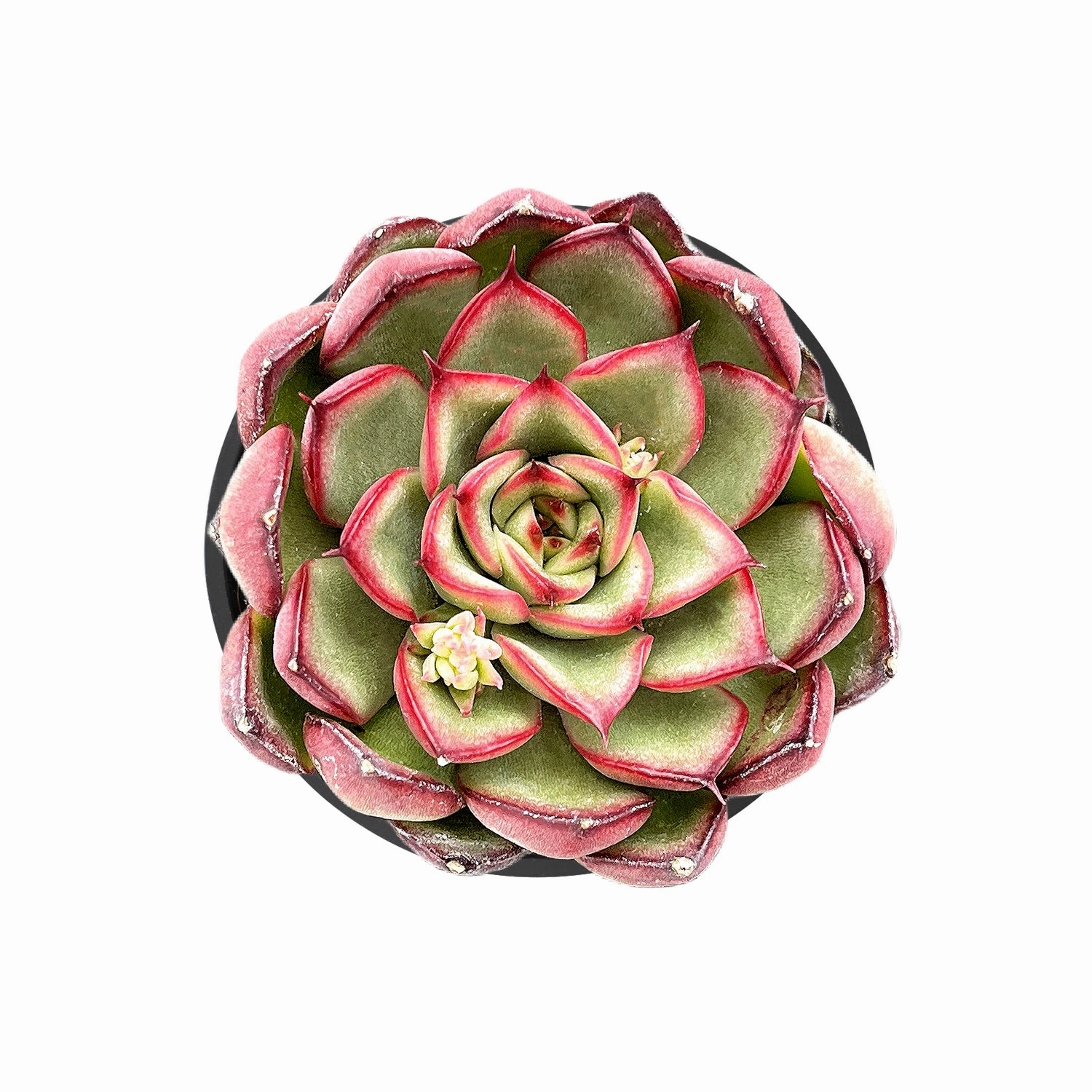 Echeveria Firefly mini ornamental plant  