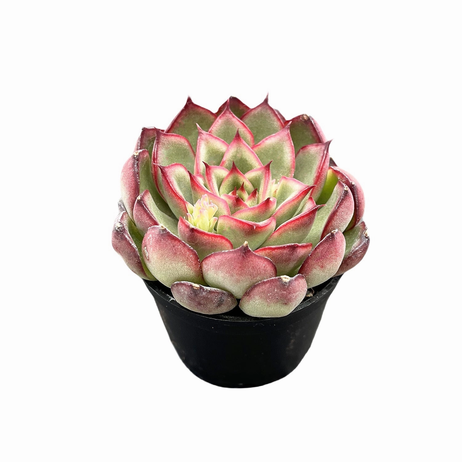Echeveria Firefly