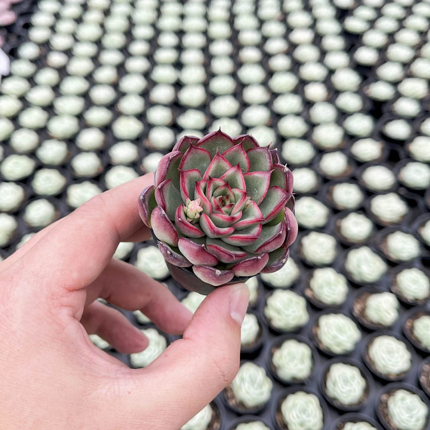Echeveria Firefly
