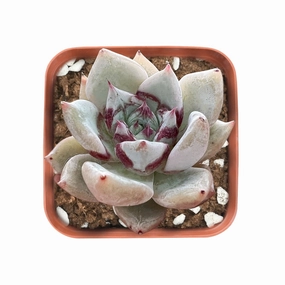 Echeveria Fuwa mini ornamental plant  
