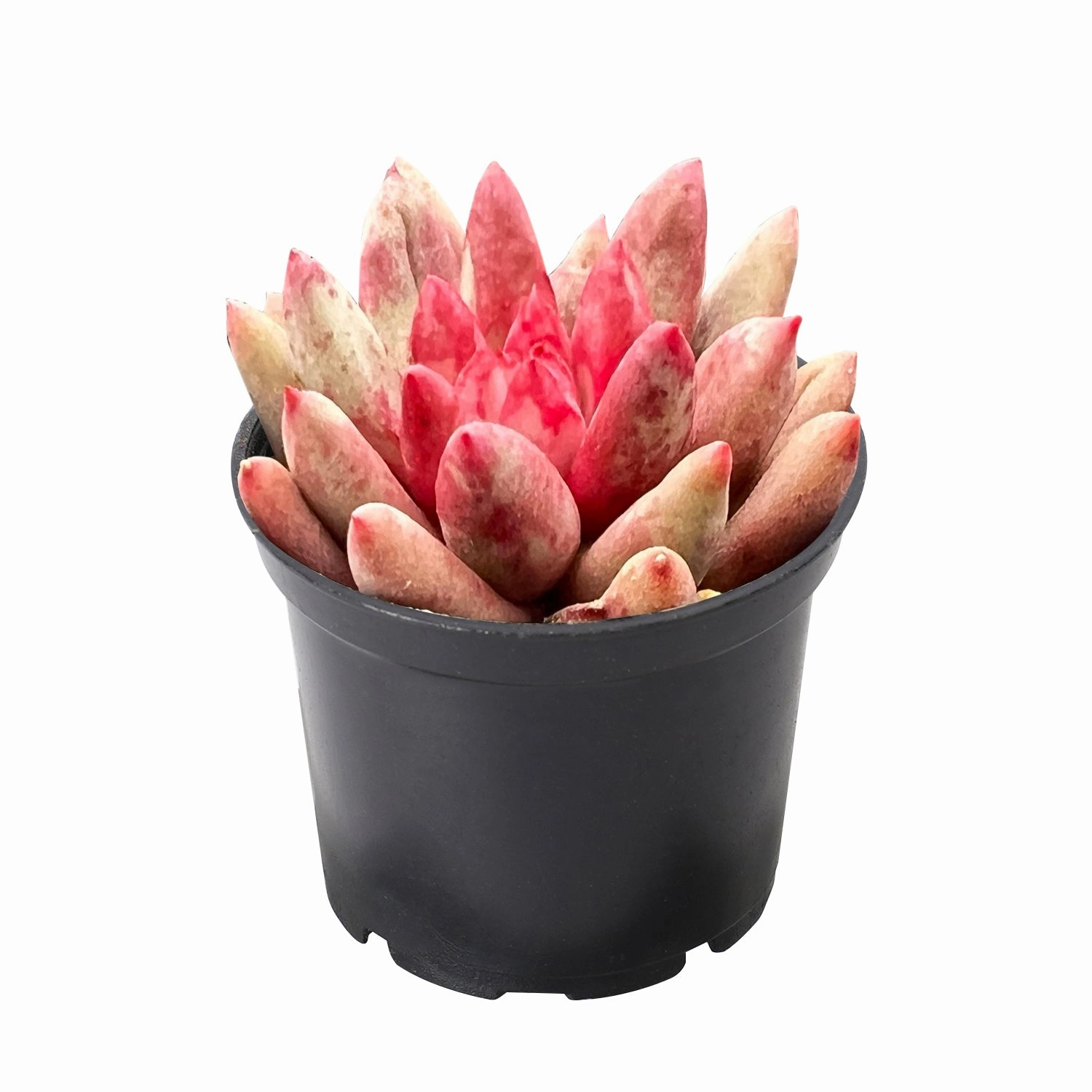 Echeveria Goldfish