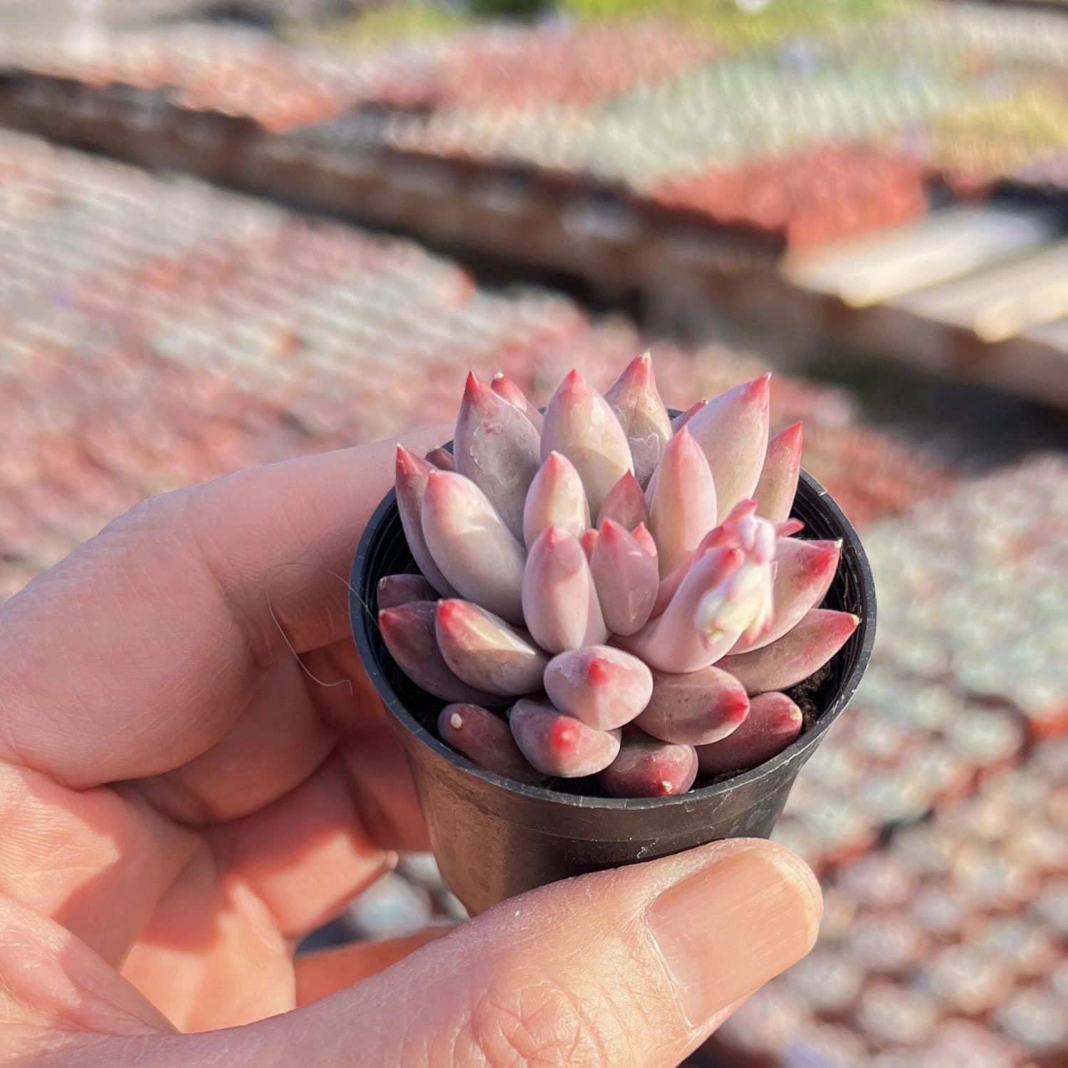Echeveria Goldfish