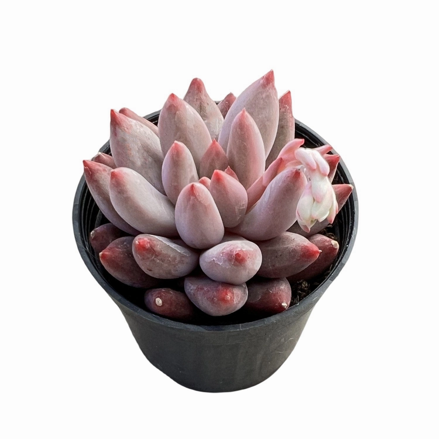 Echeveria Goldfish
