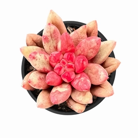 Echeveria Goldfish mini ornamental plant  