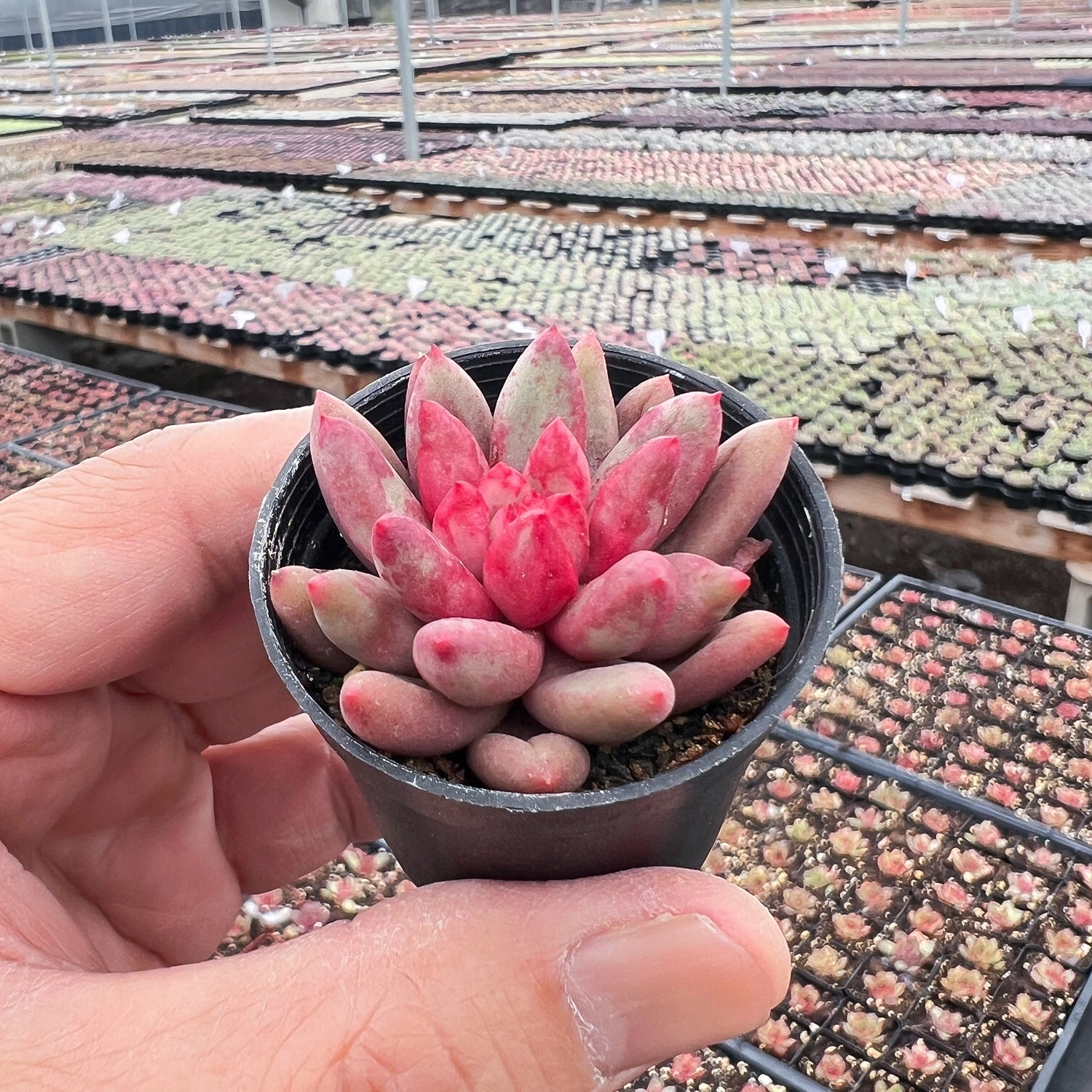 Echeveria Goldfish