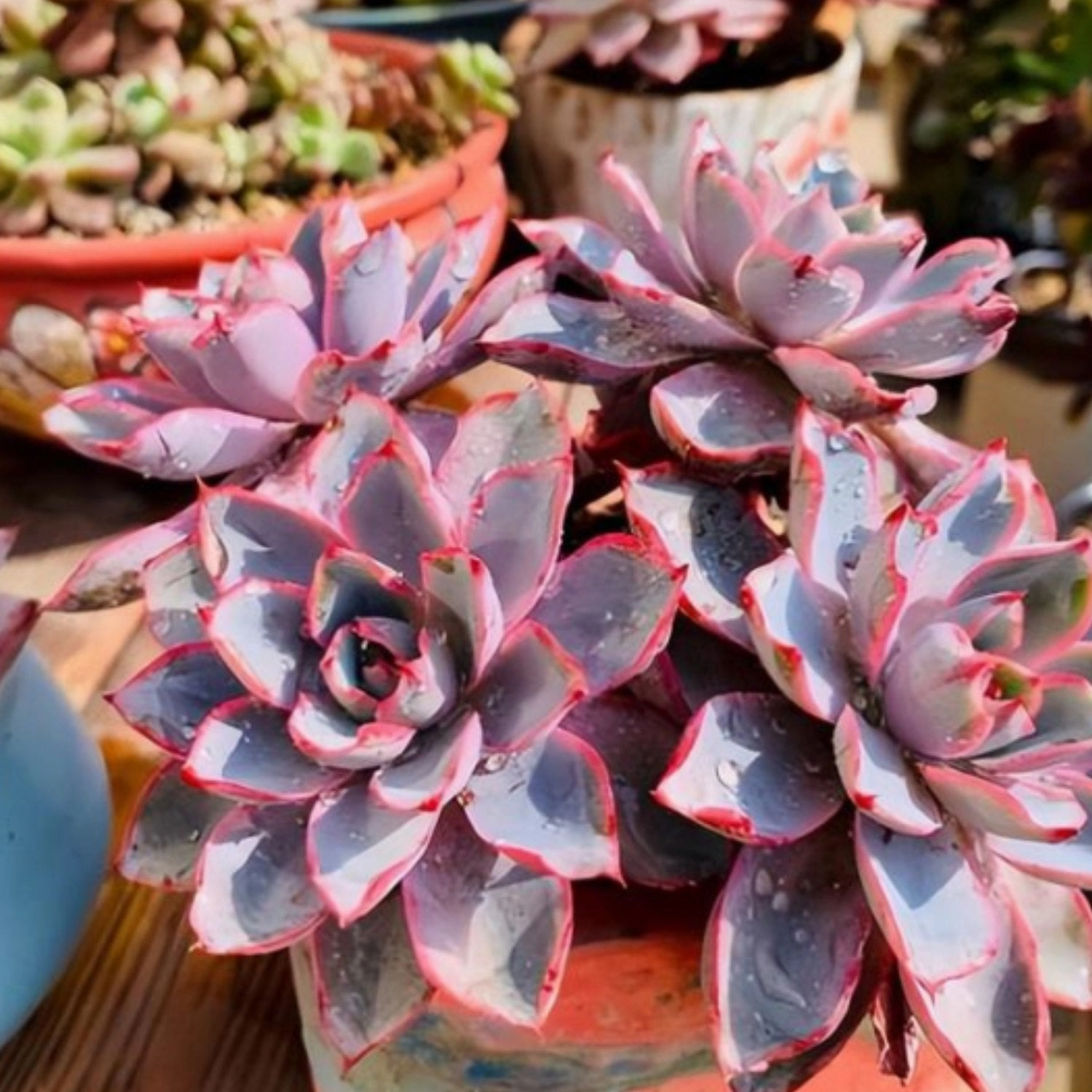 Echeveria Hera