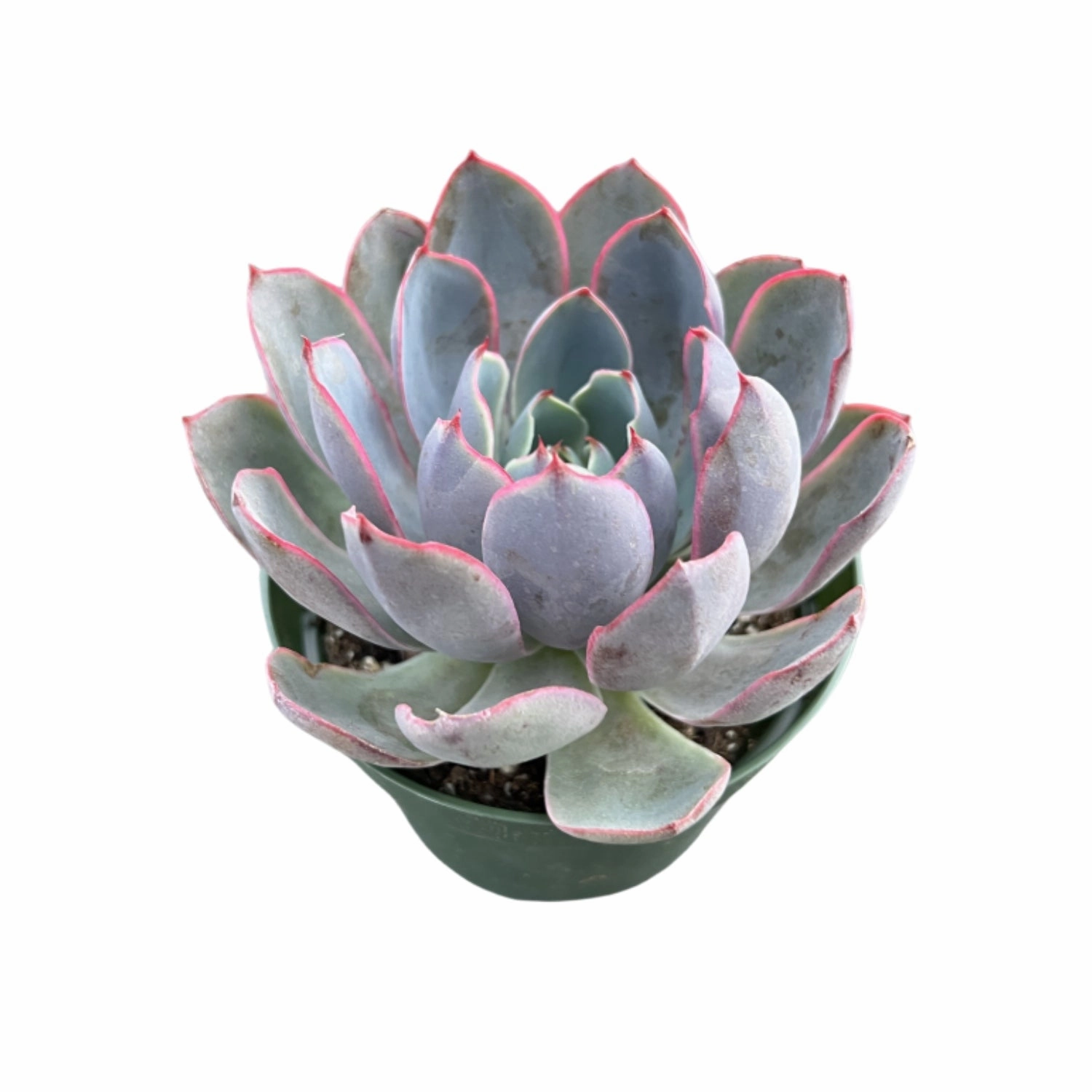 Echeveria Hera (4 inch)