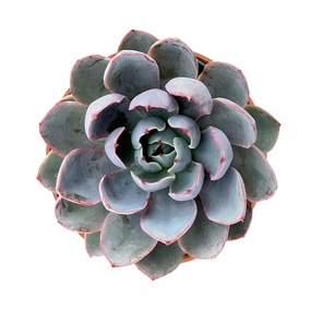 Echeveria Hera (4 inch) mini ornamental plant  