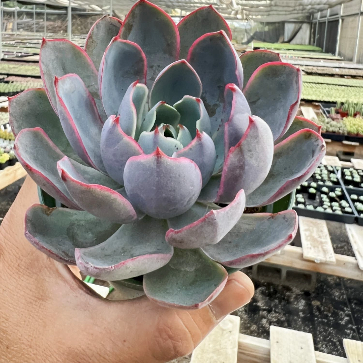 Echeveria Hera (4 inch)