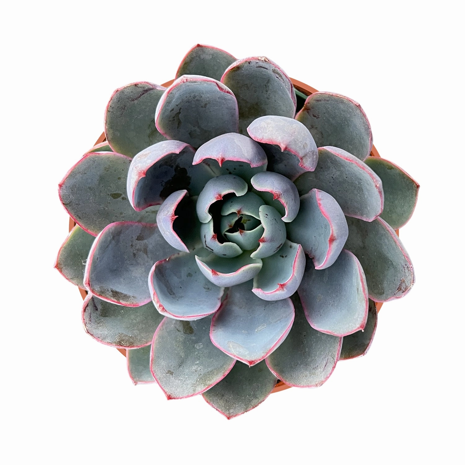 Echeveria Hera (4 inch) mini ornamental plant  
