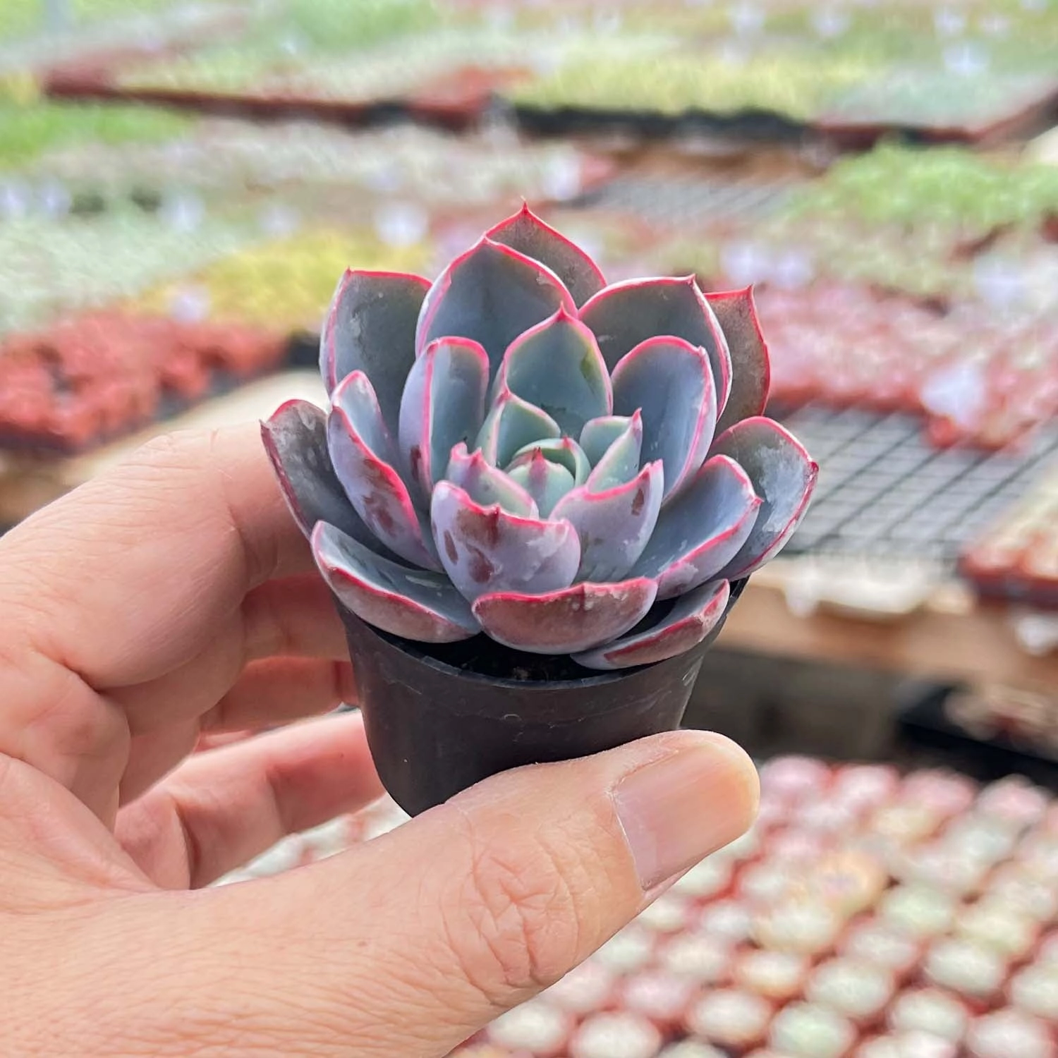 Echeveria Hera