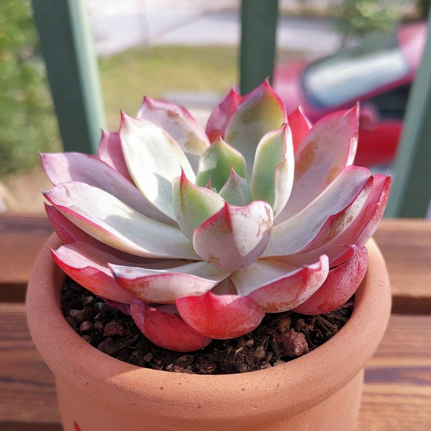 Echeveria Hera