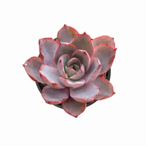 Echeveria Hera mini ornamental plant  