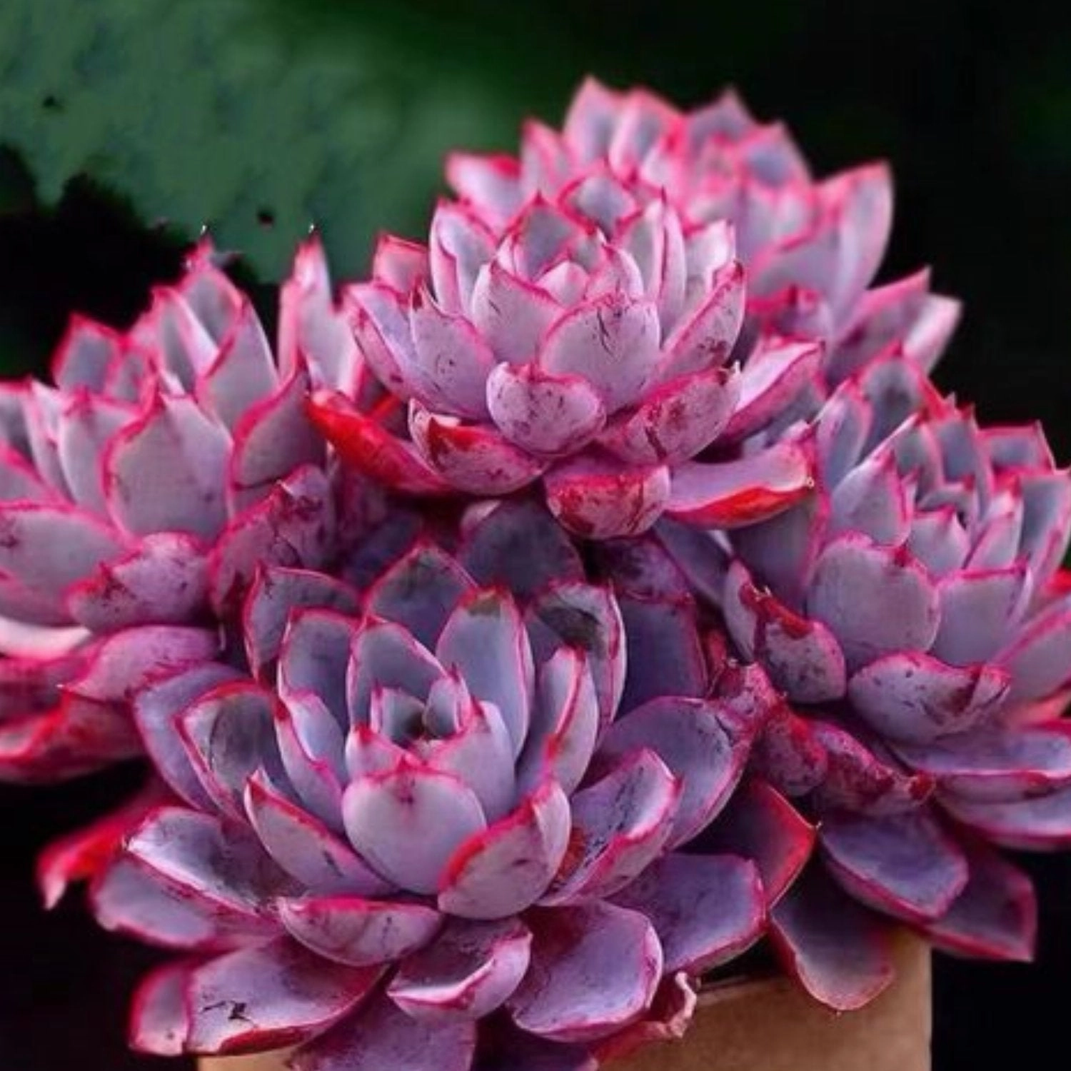 Echeveria Hera