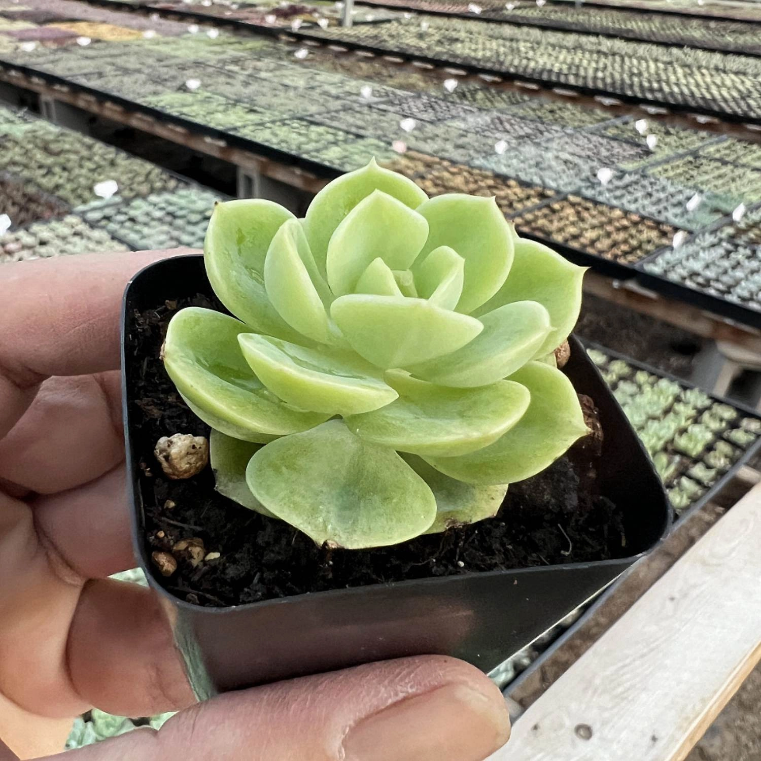 Echeveria Honey Melon
