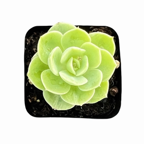 Echeveria Honey Melon mini ornamental plant  
