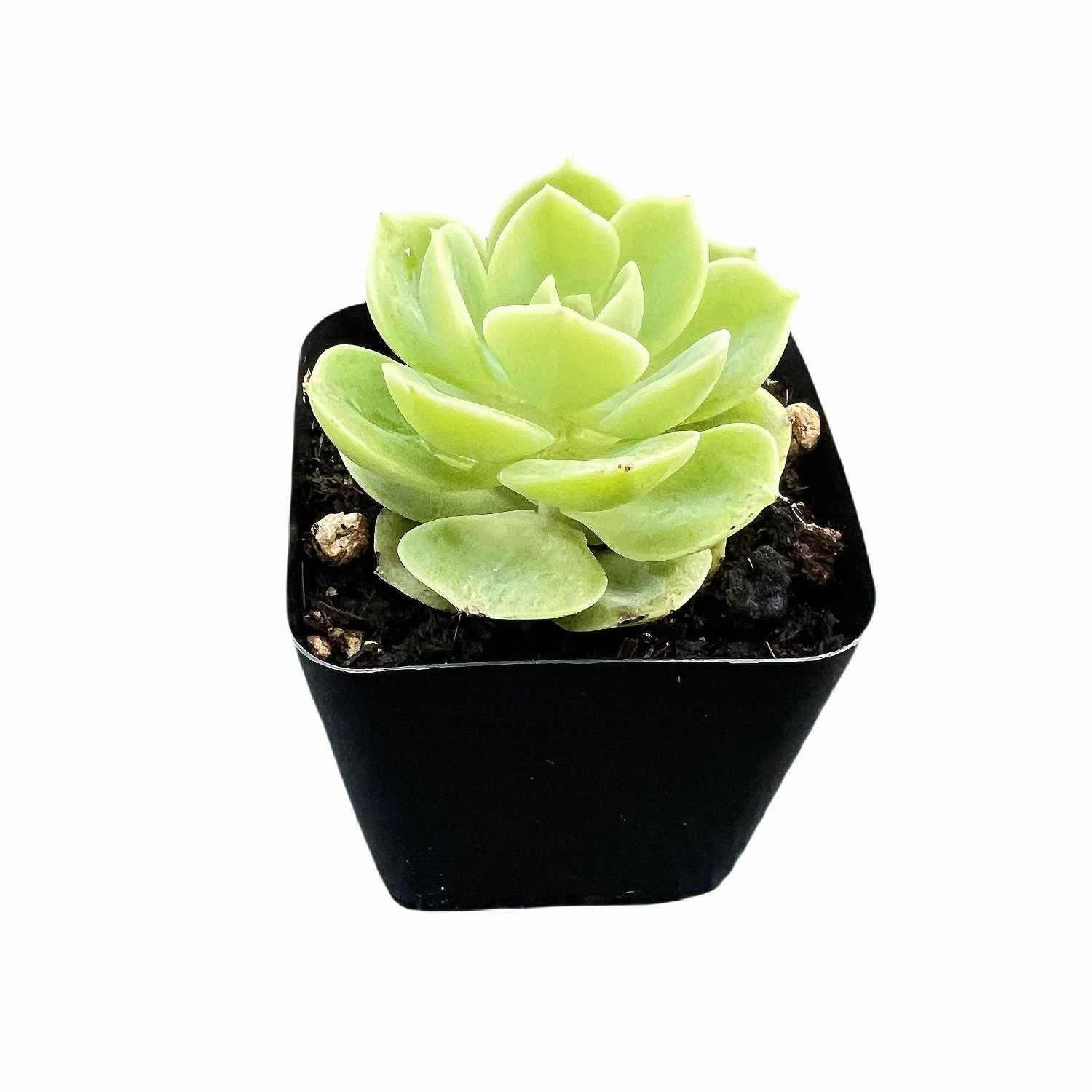 Echeveria Honey Melon