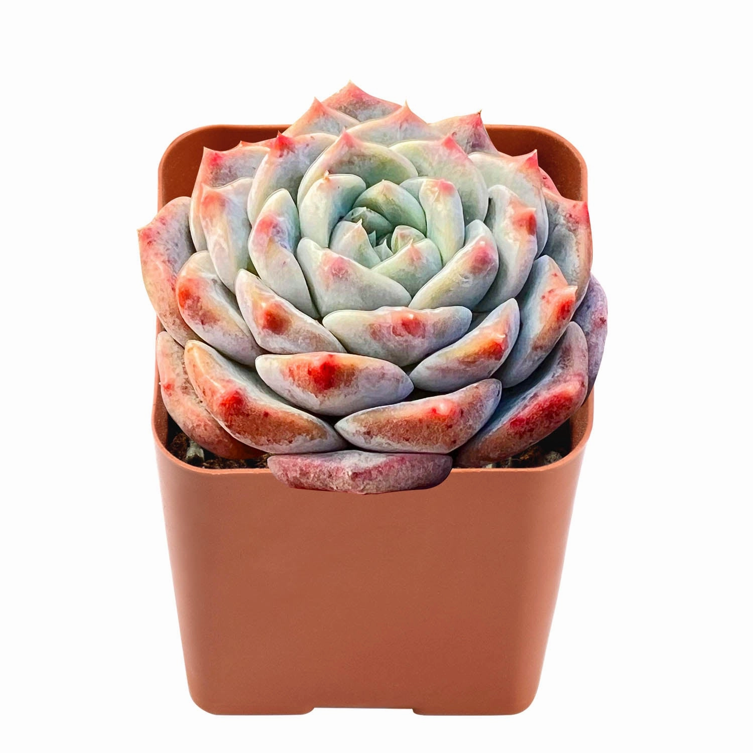 Echeveria Hyaliana x Tolimanensis
