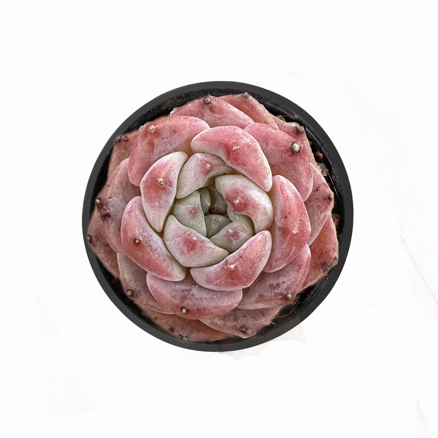 Echeveria Hyaliana x Tolimanensis