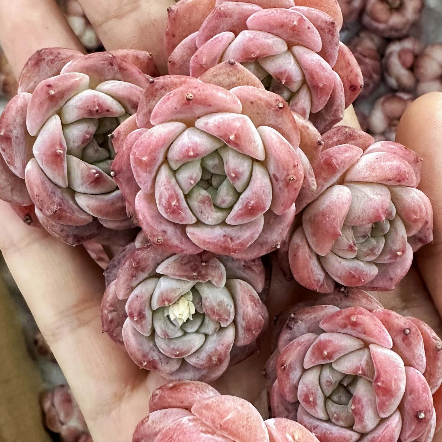 Echeveria Hyaliana x Tolimanensis