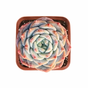 Echeveria Hyaliana x Tolimanensis mini ornamental plant  