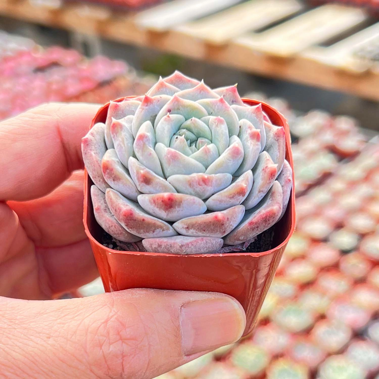 Echeveria Hyaliana x Tolimanensis