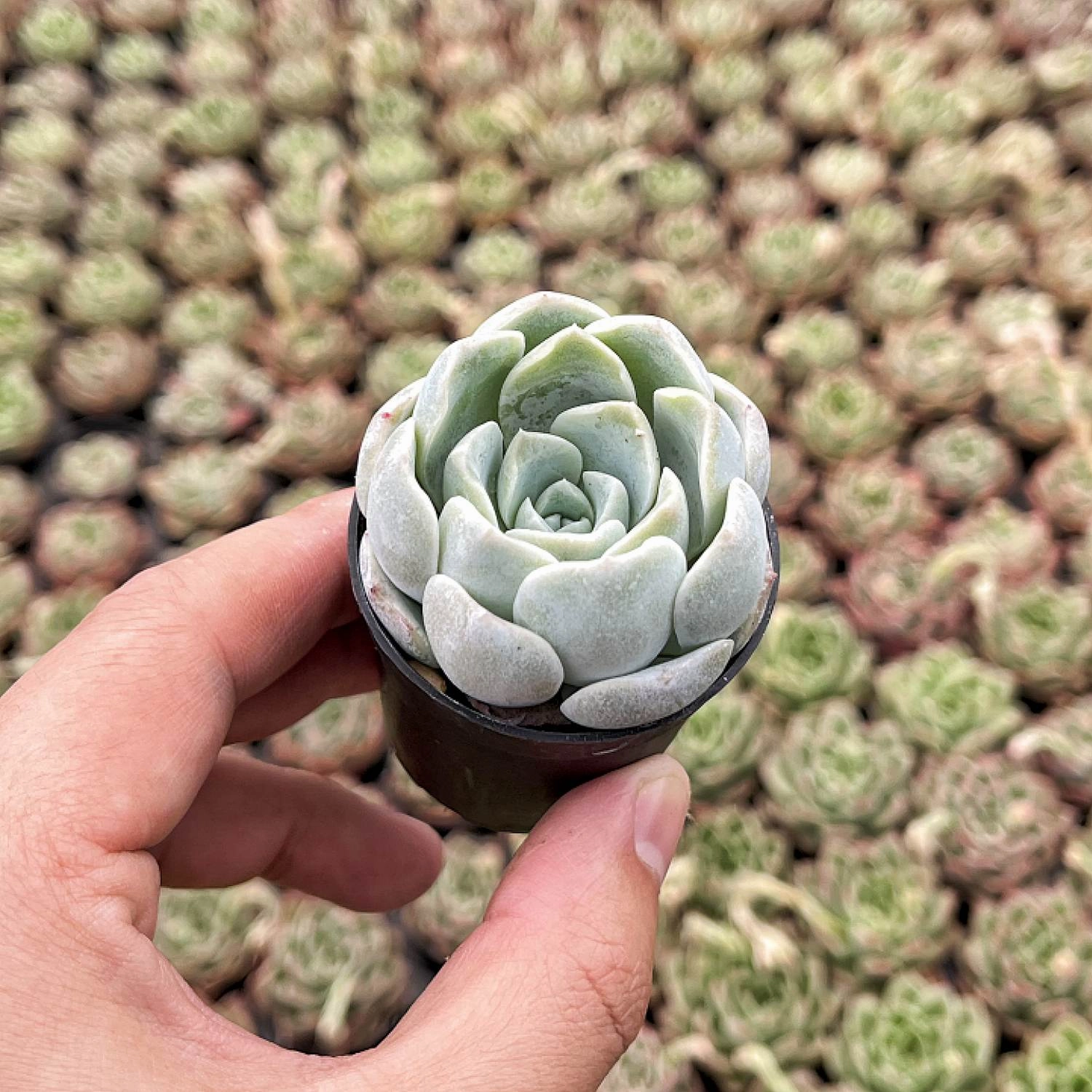 Echeveria Ice Green sp.