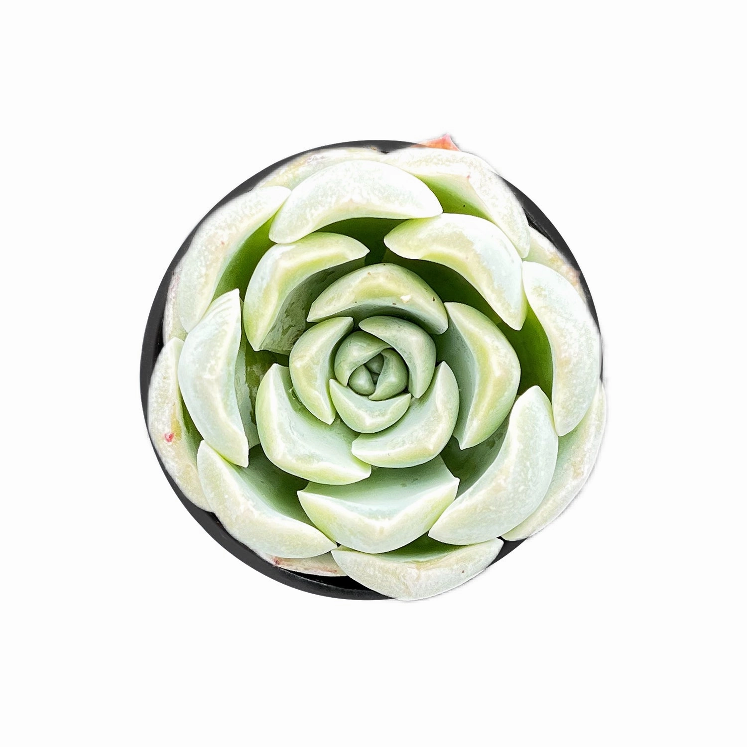 Echeveria Ice Green sp. mini ornamental plant  