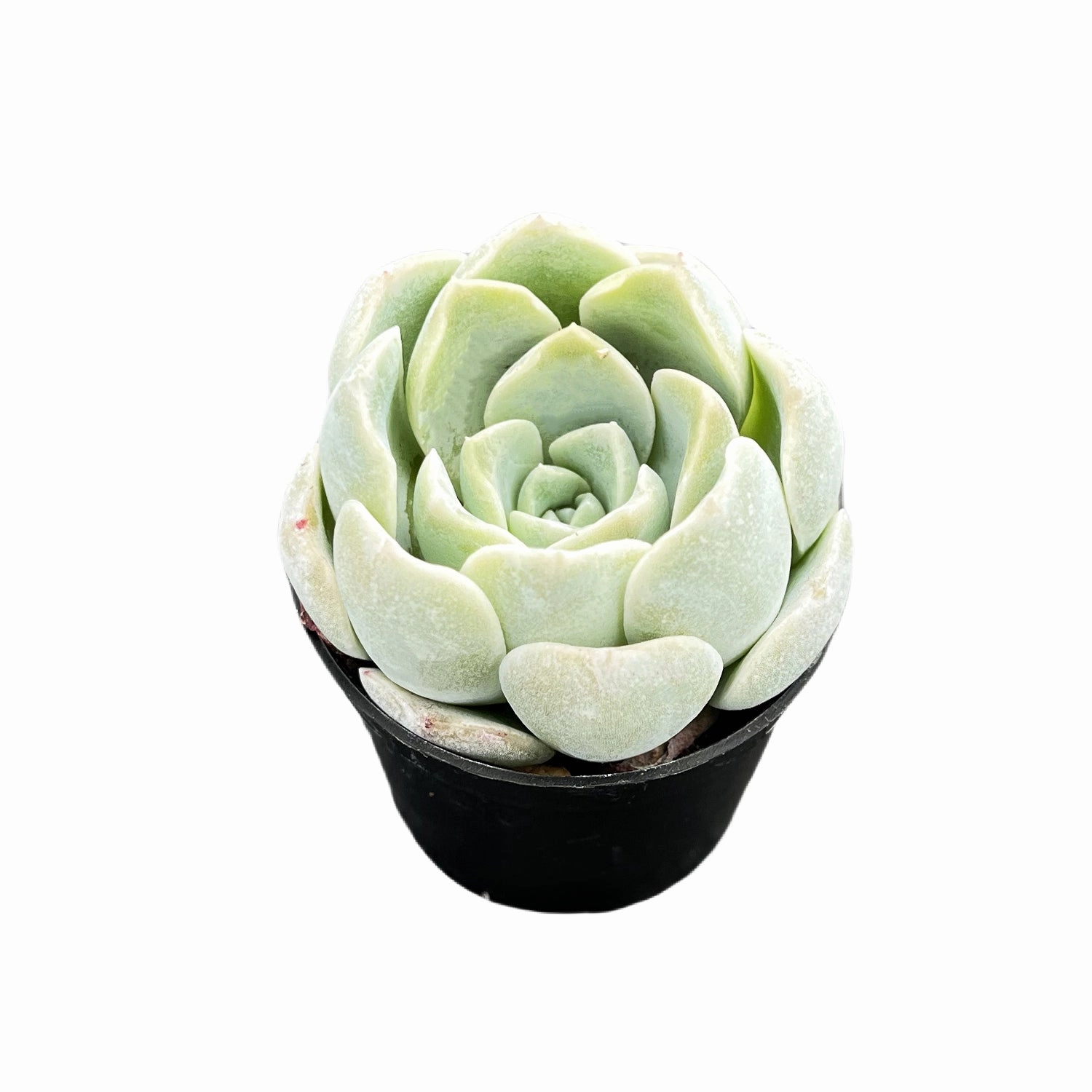 Echeveria Ice Green sp.