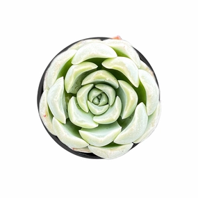 Echeveria Ice Green sp. mini ornamental plant  
