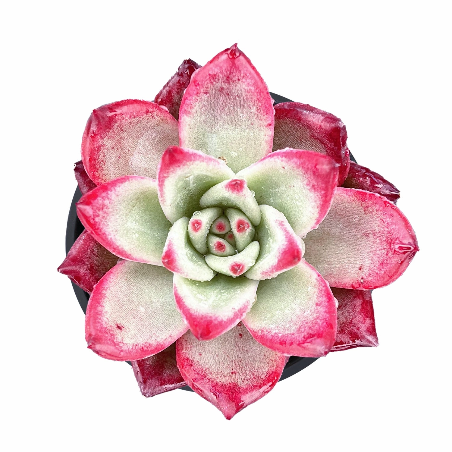 Echeveria Japanese Pink Cherry mini ornamental plant  